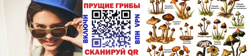 kraken ТОР Дальнереченск Галлюциногенные грибы Psilocybine cubensis